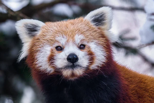 Portret Van Een Red Panda Ailurus Fulgens — Stockfoto
