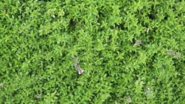 Taze kekik dalları, Thymus Vulgaris, kokulu yapraklar ve bitkiler, doğal gün ışığında aromatik bahçelerde.