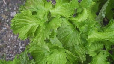 Yeşil shiso bitkisi (Perilla frutescens) bitkisel ilaç.