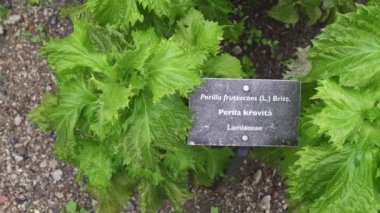 Yeşil shiso bitkisi (Perilla frutescens) bitkisel ilaç.