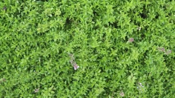 新鮮なタイムの小枝 ティムス ヴァルガリス 多年生の香りの葉やハーブ 自然の日光の芳香のある庭園で — ストック動画