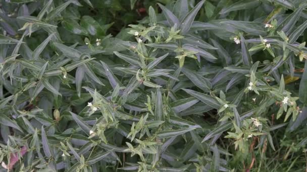Vincetoxicum Hirundinaria Wwhite Swallowwort Medicina Herbal Con Signo Información — Vídeos de Stock