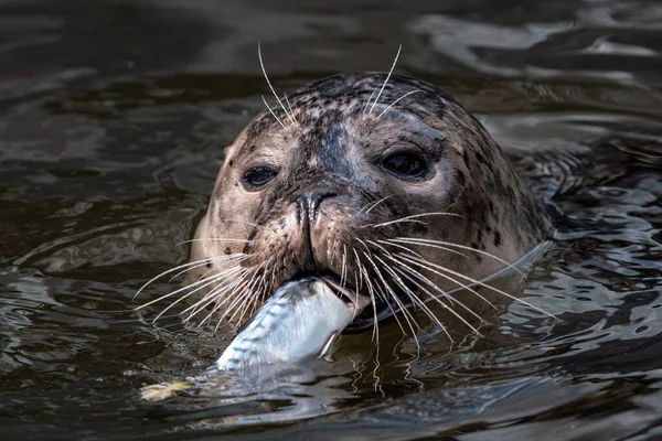 Harbour Seal Phoca Vitulina Med Fångad Fisk — Stockfoto