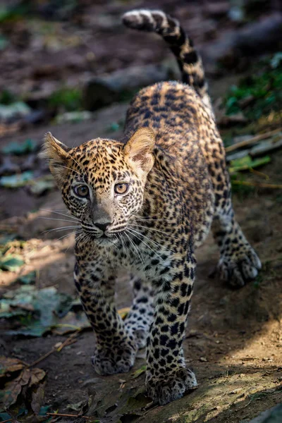Leopard Cub Panthera Pardus Kotiya — Φωτογραφία Αρχείου