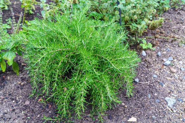 Fresh Rosemary Growing Garden — Stock Photo, Image