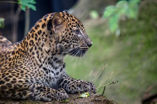 Joven Leopardo Sri Lanka Panthera Pardus Kotiya —  Fotos de Stock