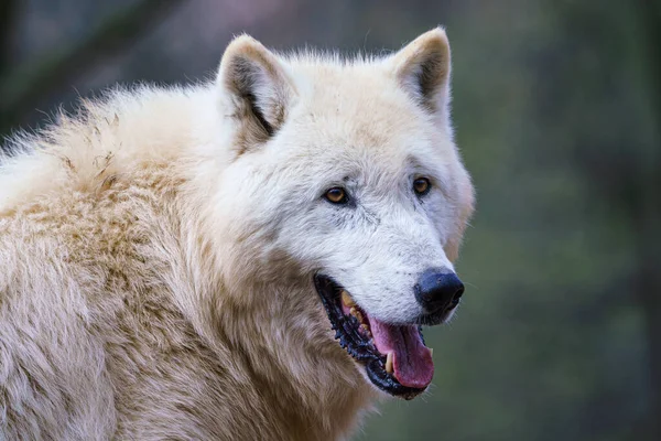 Lobo Ártico Canis Lupus Arctos También Conocido Como Lobo Blanco — Foto de Stock