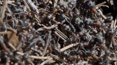 Karınca yuvasında karıncaların yakın görüntüsü