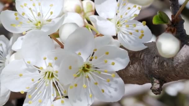 Nahaufnahme Weißer Kirschblüten — Stockvideo