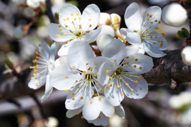 Beyaz kiraz çiçeklerinin yakın plan çekimi
