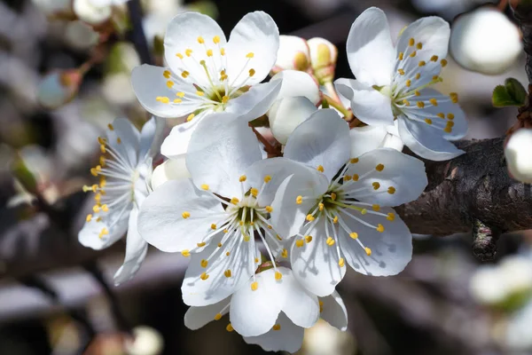 Beyaz kiraz çiçeklerinin yakın plan çekimi