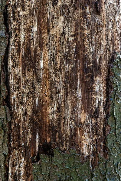 Spruce Damaged Bark Beetle Dry Tree Bark — Stock Fotó
