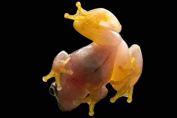 Мадагаскарская лягушка на черном фоне