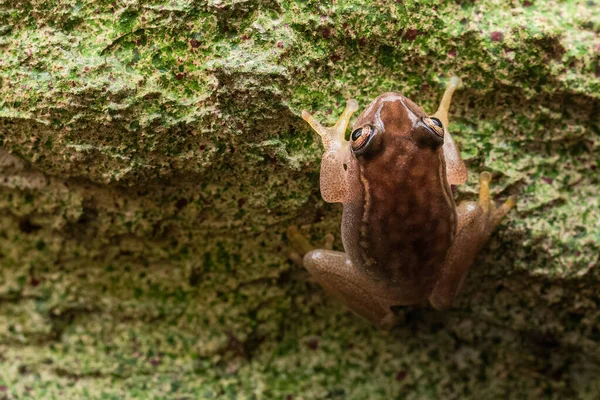 Small Madagascar Frog Resting Stone — Stockfoto