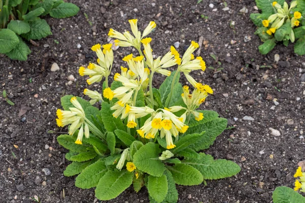 黄色的牛皮草花Primula Veris 春花盛开 — 图库照片