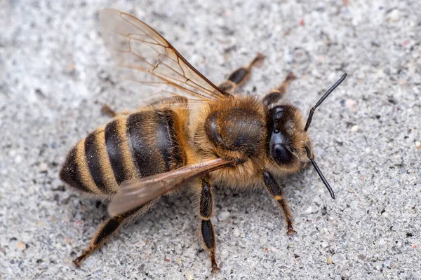 Bee Eller Honung Den Grå Bakgrunden — Stockfoto