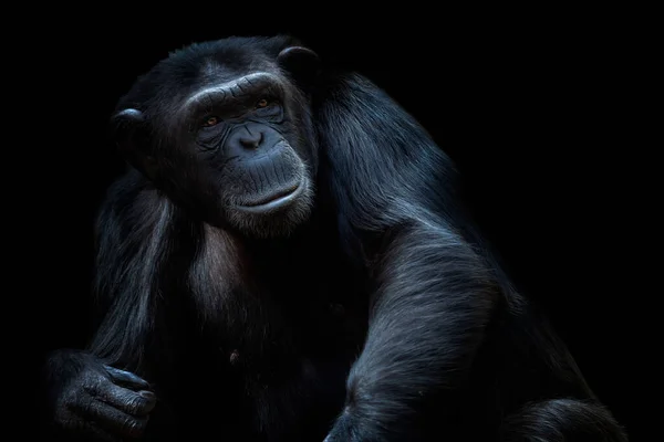 Portrait Chimpanzee Pan Troglodytes Black Background — Foto de Stock