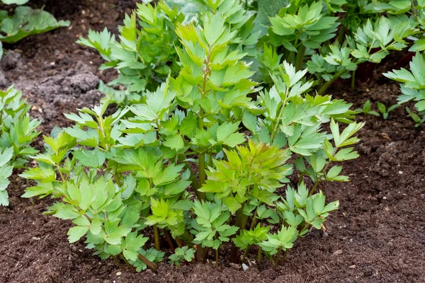 Пряности Травы Растение Lovage Levisticum Officinale Растущее Саду — стоковое фото