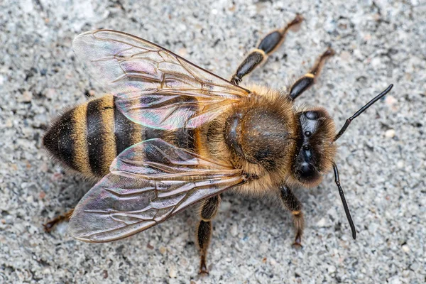 Bee Eller Honung Den Grå Bakgrunden — Stockfoto