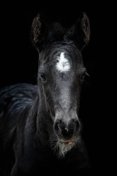 Head Portrait Black Horse Black Background Black Foal White Dot — стоковое фото