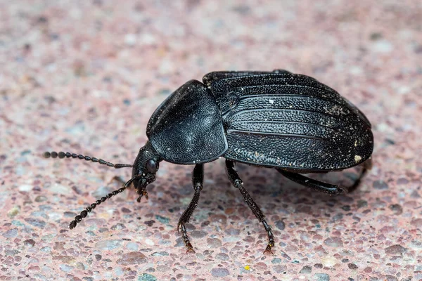 European Carrion Beetle Phosphuga Atrata — стоковое фото