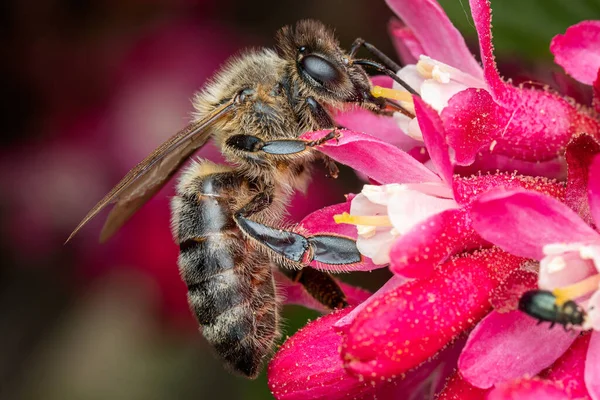 Пчела Собирает Пыльцу Цветка — стоковое фото