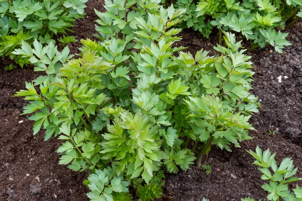 Especiarias Ervas Planta Lovage Levisticum Officinale Crescendo Jardim — Fotografia de Stock