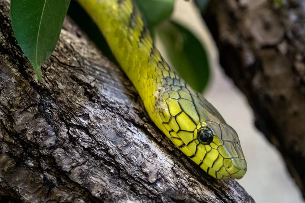 Mamba Verde Dendroaspis Viridis Serpente Velenoso — Foto Stock