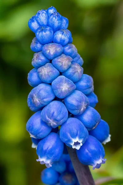 春天的花园里开着蓝色麝香花 春花背景 — 图库照片