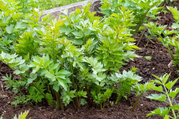 Μπαχαρικά Και Βότανα Φυτό Lovage Levisticum Officinale Που Αναπτύσσεται Στον — Φωτογραφία Αρχείου