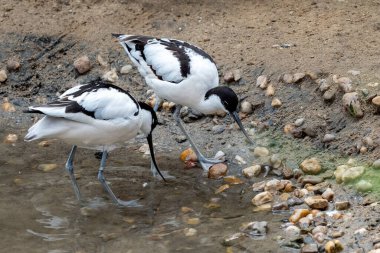 Pied avocets sürüsü, siyah ve beyaz wader kuşu (Tekrarlama avosetta)
