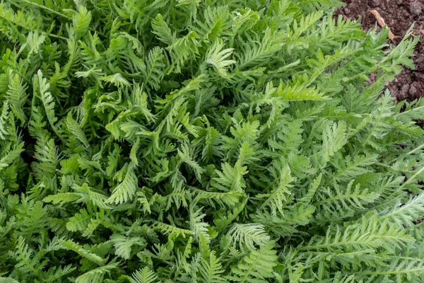 Green Leaves Achillea Filipendula Spring Medicinal Plants Garden — стоковое фото