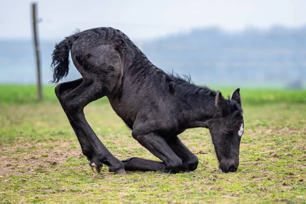 Black Horse Foal Lies Grass — Photo