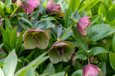 Bir bahar gününde güzel çiçek açan helleborus, Helleborus orientalis