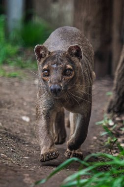 Endemik Madagaskar fossa yolda koşuyor, Cryptoprocta ferox