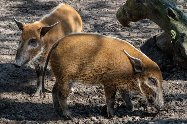 Red River Hog Potamochoerus Porcus Looking Food — стоковое фото
