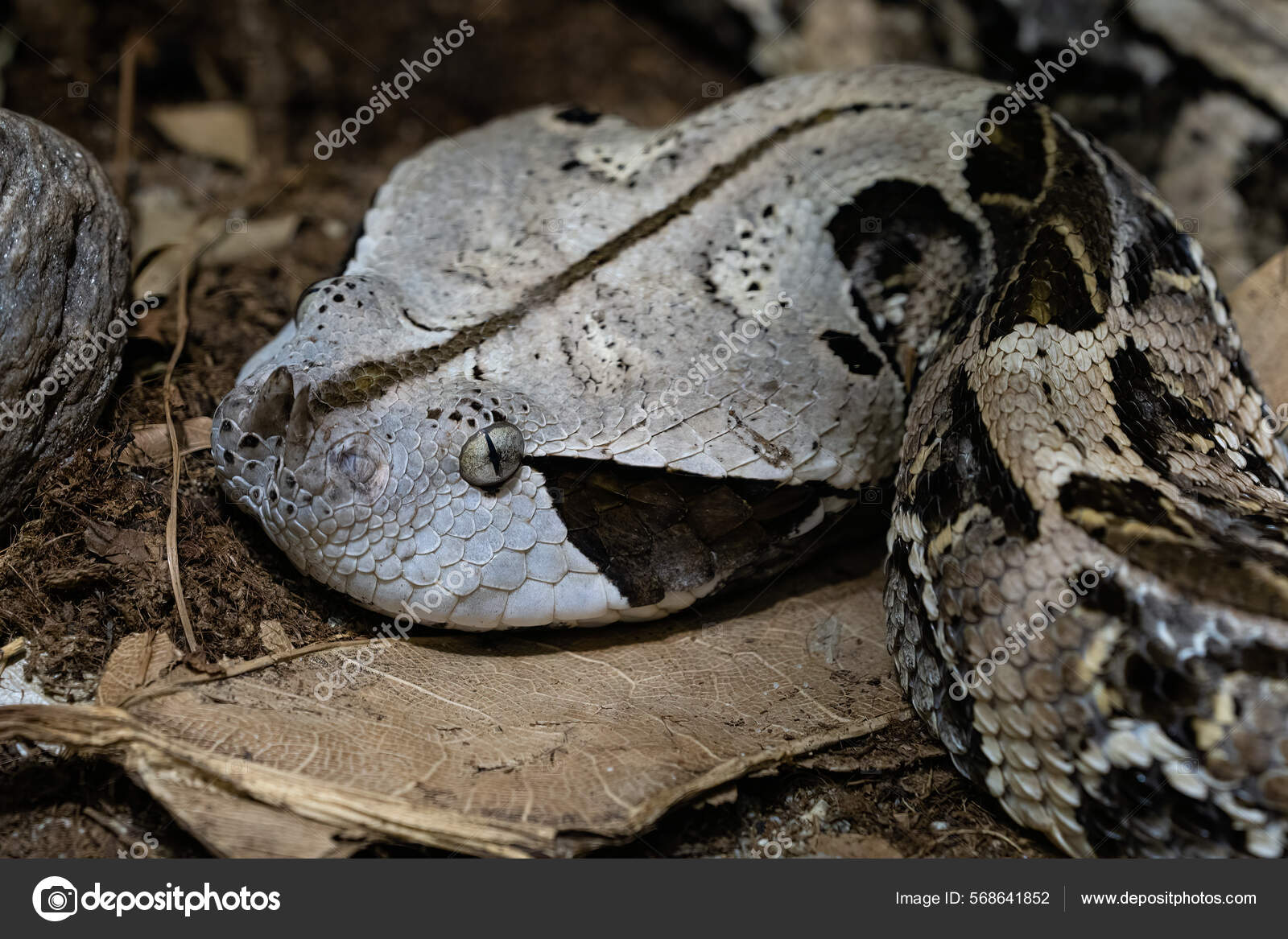 Red Bush Viper Atheris Squamigera Tree Stock Photo 1095756020