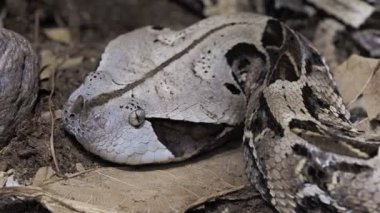 Zehirli Bush Viper (Atheris squamigera)