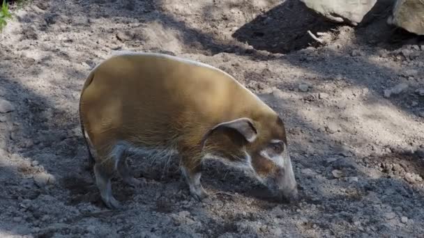 红河猪 Potamochoerus Porcus 寻找食物 — 图库视频影像