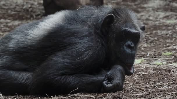 Chimpanzé Regardant Autour Pan Troglodytes — Video