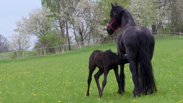 Het Veulen Drinkt Melk Van Zijn Moeder Paarden Wei — Stockvideo