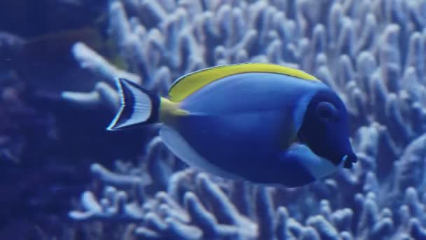 Tichomořská Treska Tmavá Tchang Fish Nebo Palette Surgeonfish Paracanthurus Hepatus — Stock video