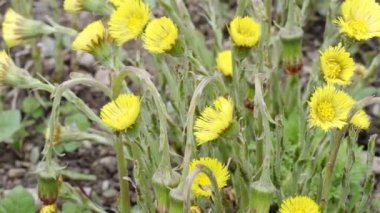 Çayır çiçekleri (Tussilago farfara) bitki bahçesinde