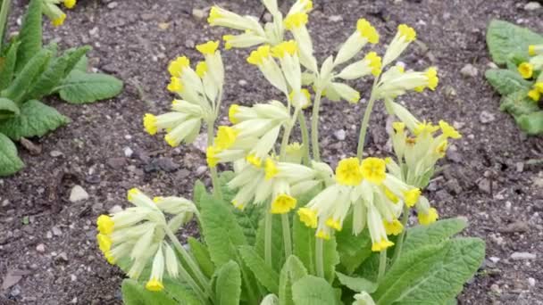 Yellow Cowslip Flower Primula Veris Blooming Spring Flowers — Stock Video