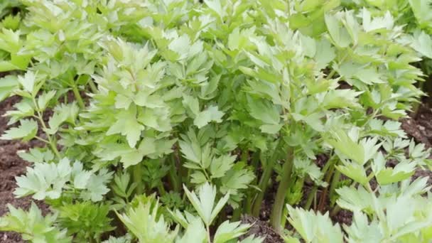 Especias Hierbas Planta Lovage Levisticum Officinale Que Crece Jardín — Vídeos de Stock