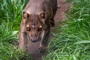 Endemik Madagaskar fossa yolda koşuyor, Cryptoprocta ferox