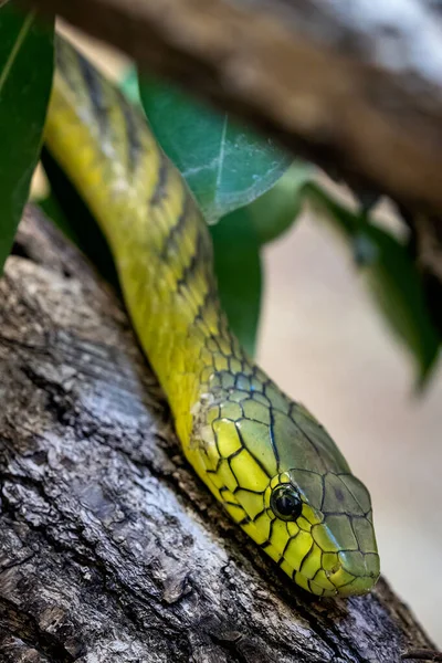 Зелена Мамба Dendroaspis Viridis Отруйний Змія — стокове фото