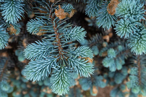 Jeunes Pousses Sur Branches Épinette Bleue — Photo