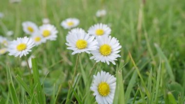 Çimenlerdeki papatyalara yakın çekim. Bahar arka planında papatyalar.