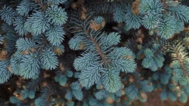 Mavi ladin dallarında genç avlanıyor..